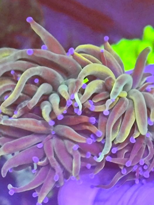 Lampa do akwarium morskiego