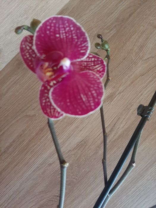 ОрхідеяІ    орхідея