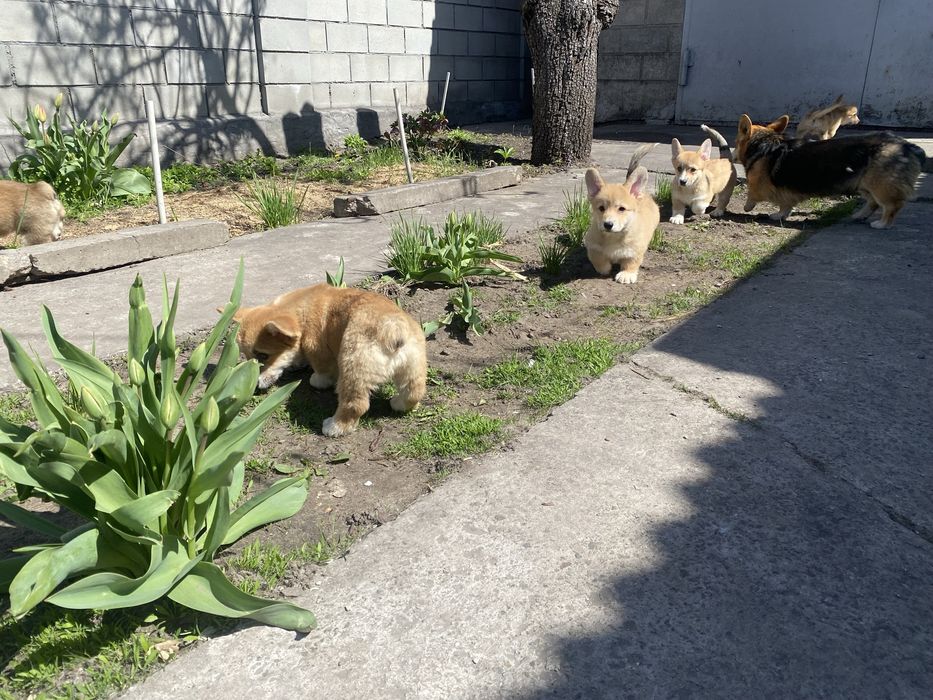Корги щенки девочки и мальчики