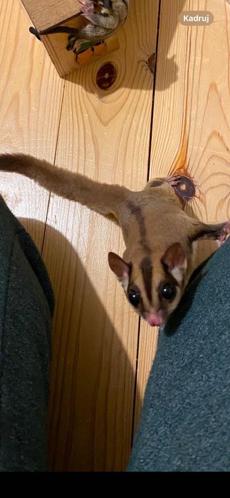 Lotopałanka Karłowata | Sugar Glider