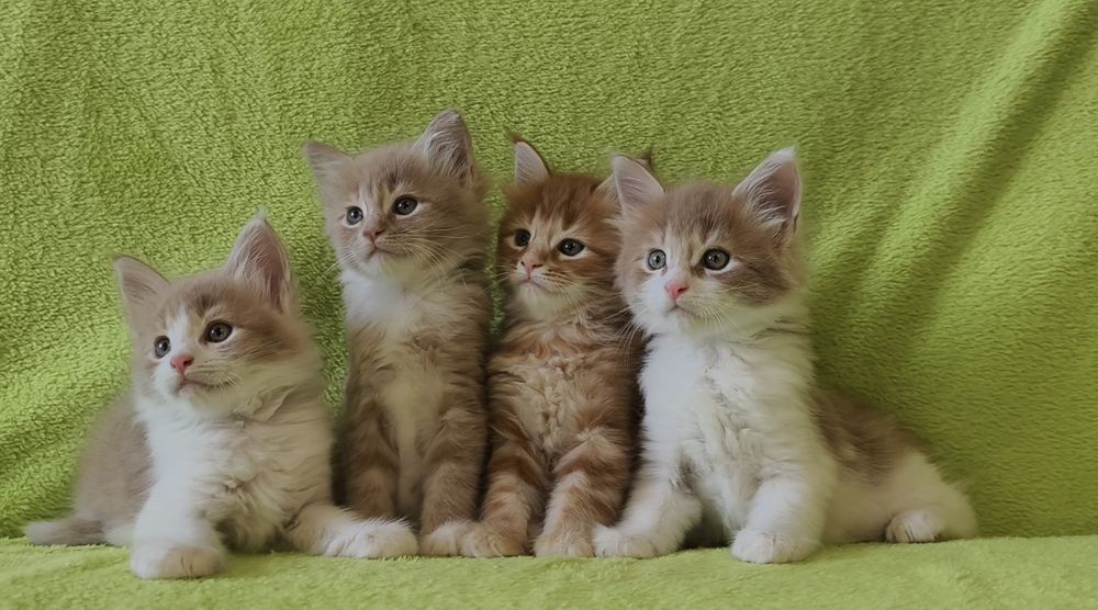 Купить котенка породы Мейн Кун.