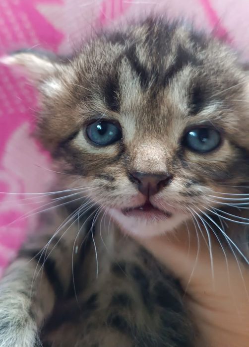 Кошенята шукають родини 1,5 міс