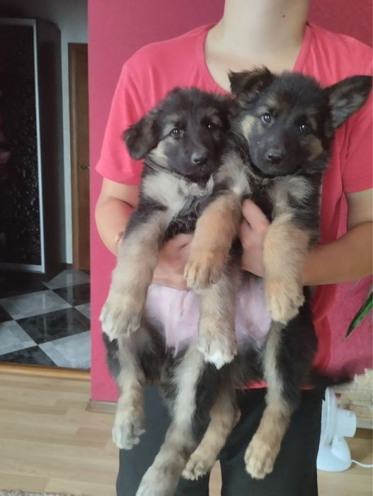 Продам цуценят Німецької вівчарки