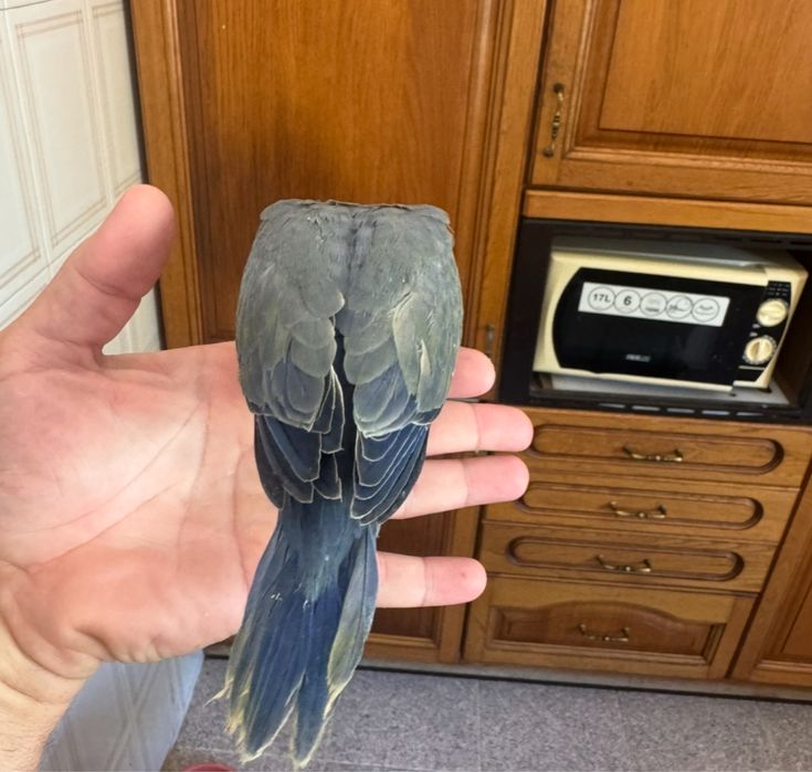 Ring neck , violeta turqueza, violeta palido 2025