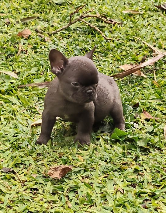 Bulldog Francês Chocolate