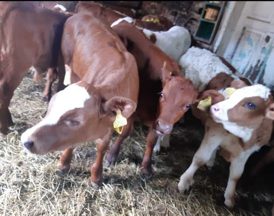 Sprzedam cieleta miesne