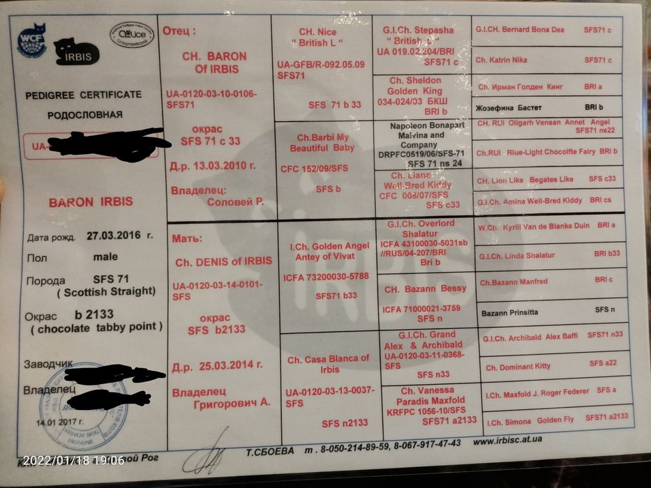 Шотландский страйт по кличке барон,приглашает на Вязку!