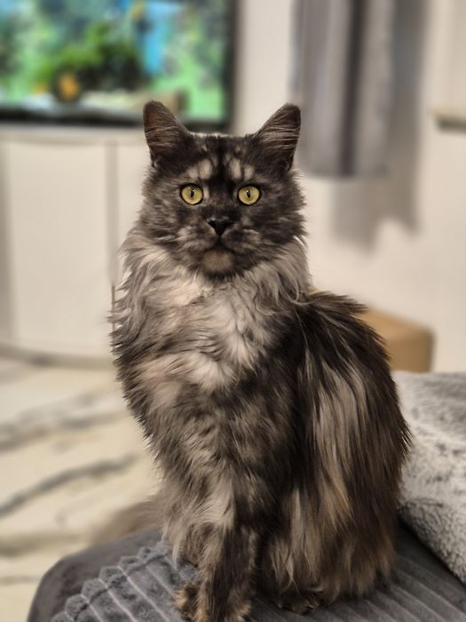 Kotka Maine coon po sterylizacji