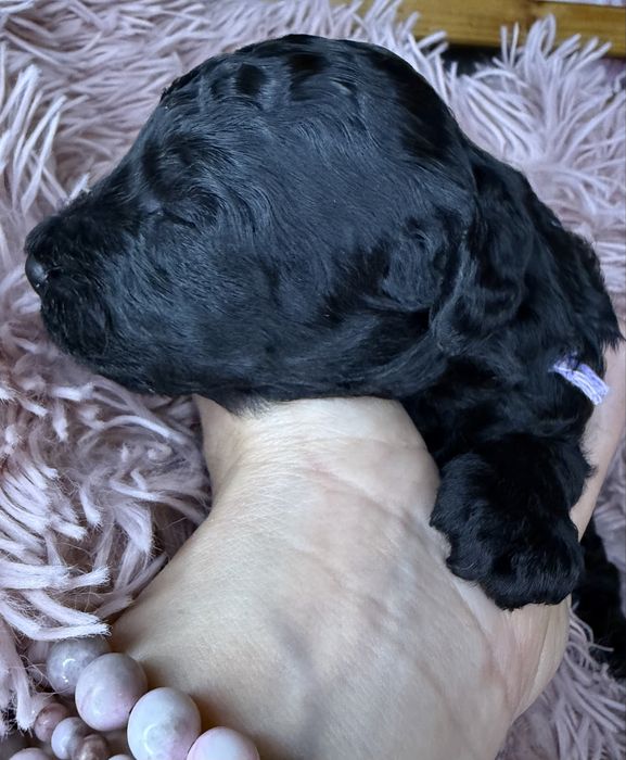 Pudel Toy/Miniatura, pies