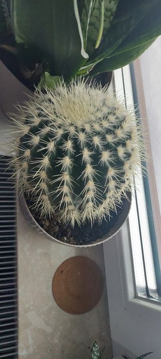 Duzy kaktus, okrągły