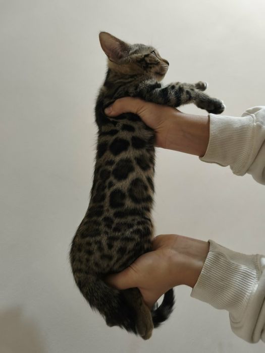 Exemplar gata bengal spotted