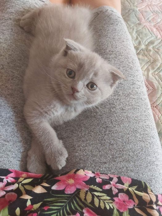 Шотландские котята