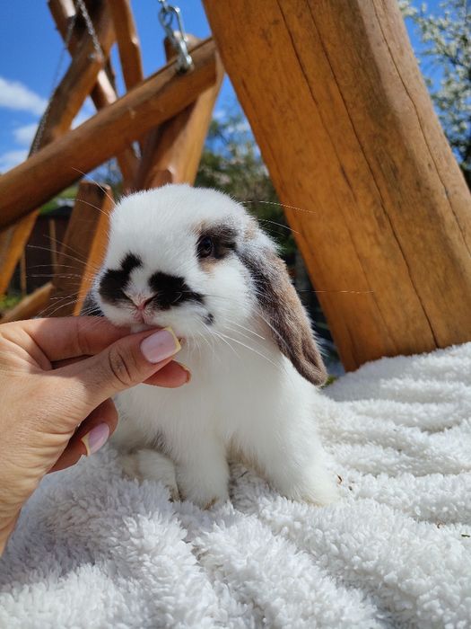 Mini Lop z metryka królik miniaturka domowy