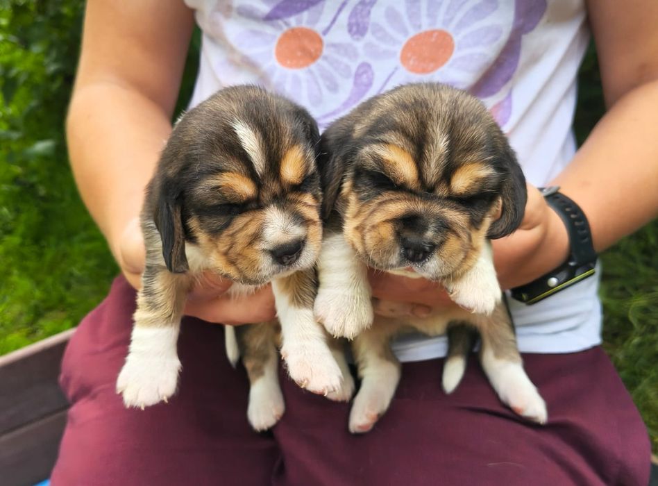 Beagle ZKwP (FCI)