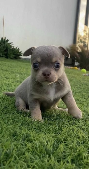 Chihuahua de Pelo Curto