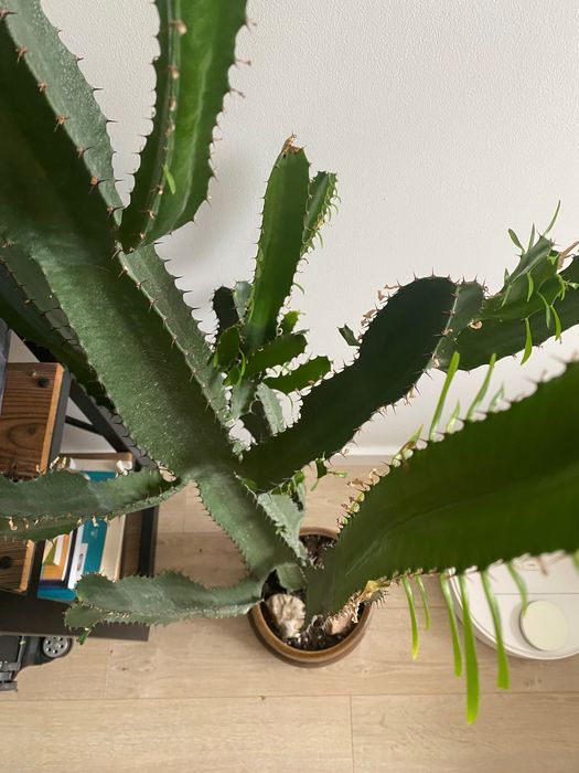 Kaktus wilczomlecz piękny duży