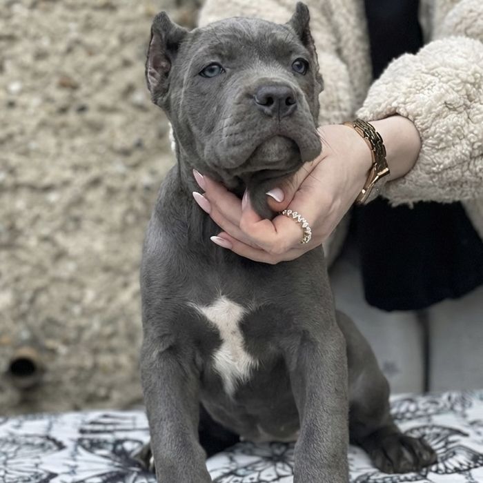 LALA - dziewczynka American Bandog