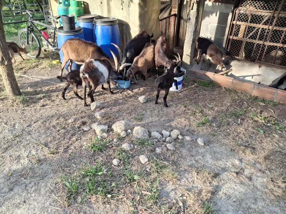 Vendo cabras adultas e crias