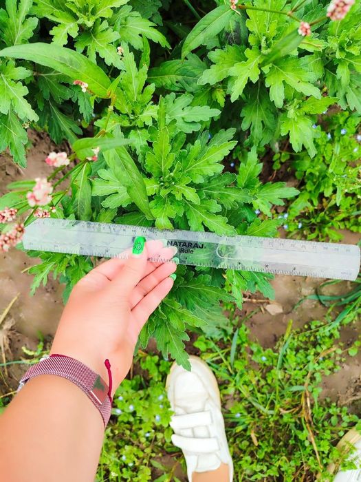 Хризантеми низькорослі шаровидні багаторічні різнокольорові