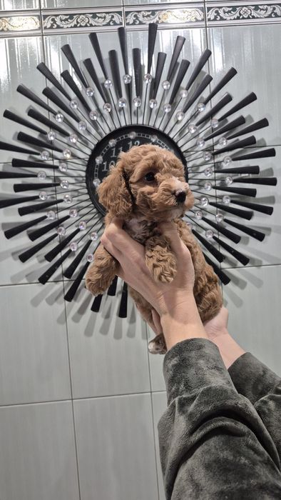 Дуже гарна дівчинка мальтіпу