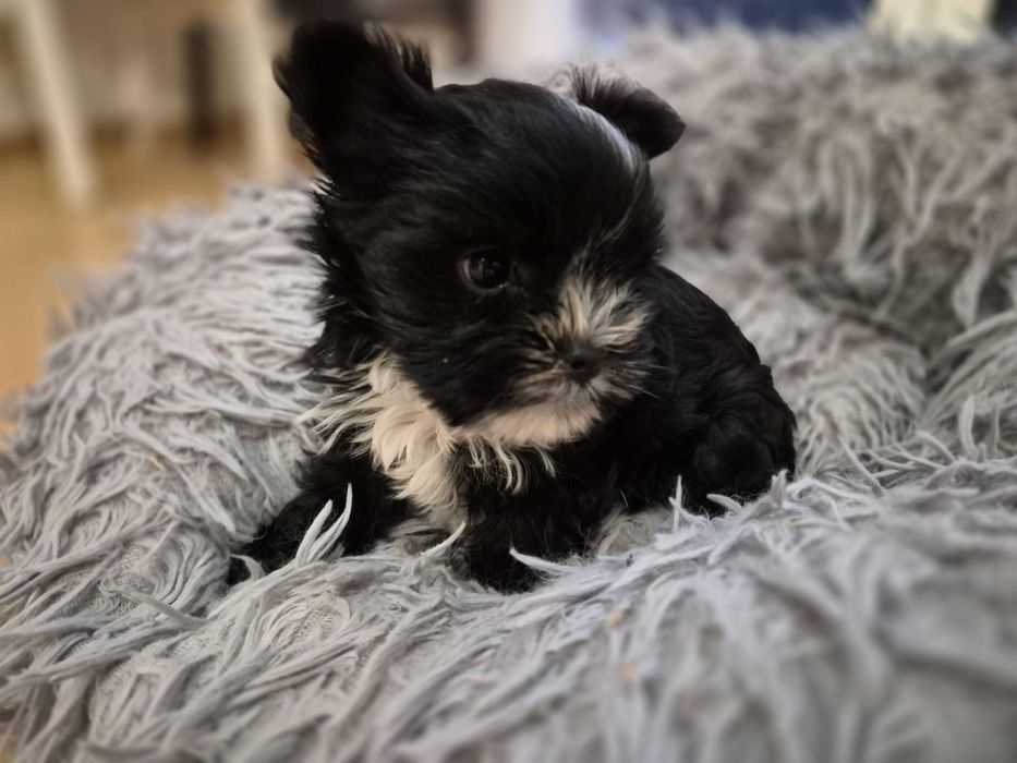 Malenka, radosna suczka york