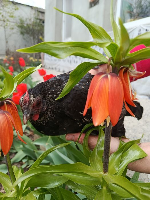 ИЯ бентамок продам