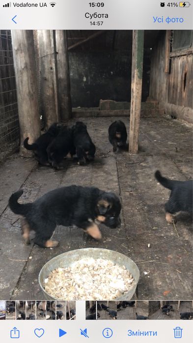 Продаються  цуценята чистокровної німецької вівчарки