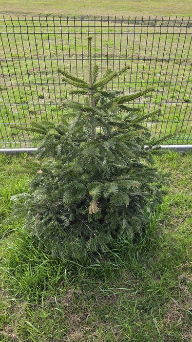 Jodła kaukaska 9 szt ok 120cm
