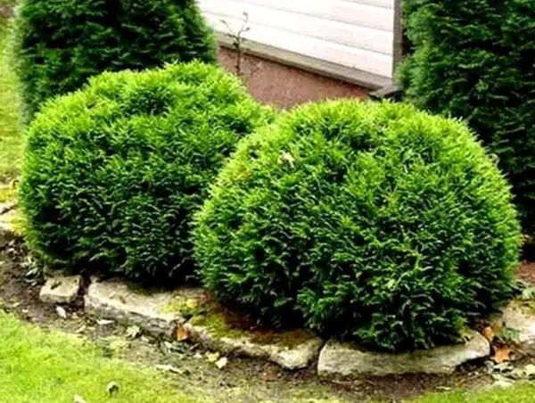 Tuja danica p9 kula wysyłka