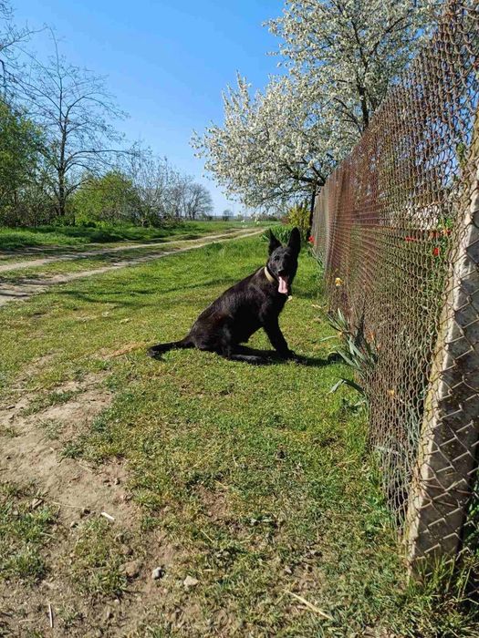 Німецька вівчарка