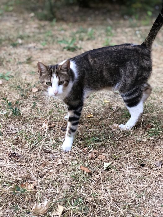 Котик 3 года,отдам надежным людям.