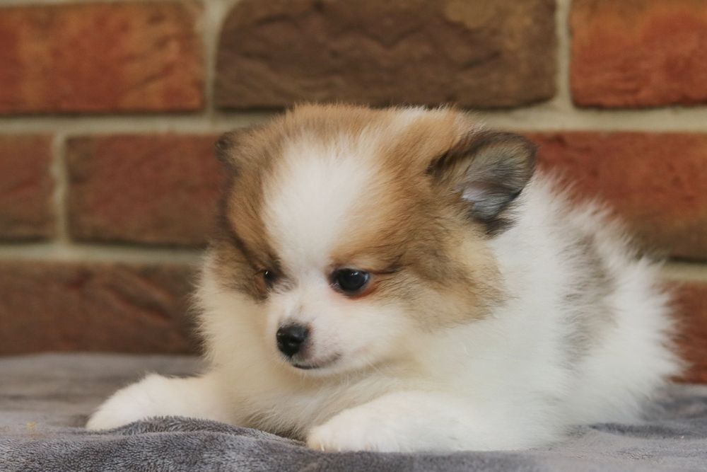 Przepiękny piesek pomeranian