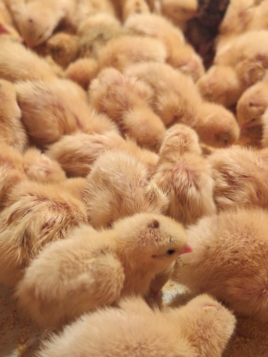 Добові перепілки 17.04