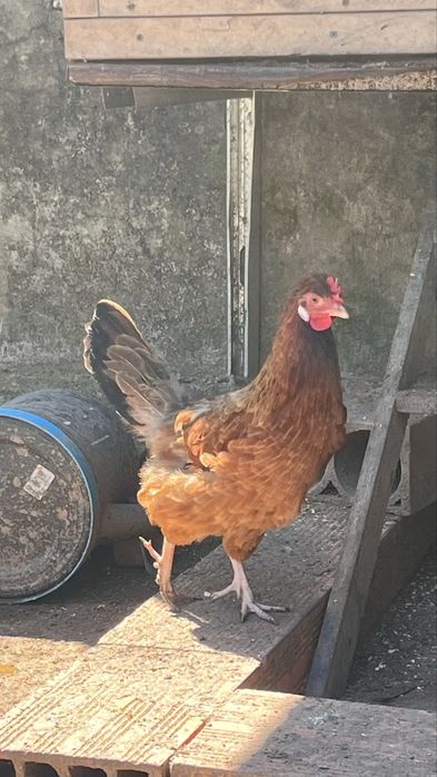 Galinhas criadas em Quinta