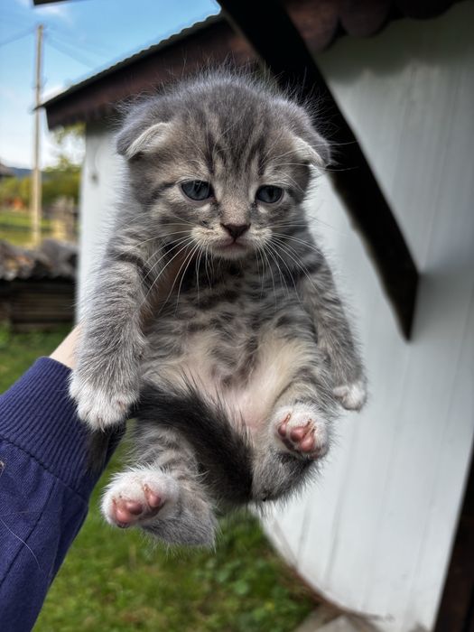 Кошеня висловухе