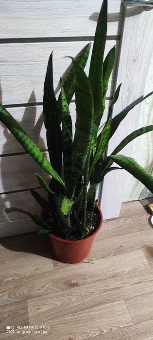 Сансевиерия или тёщин язык красивый цветок