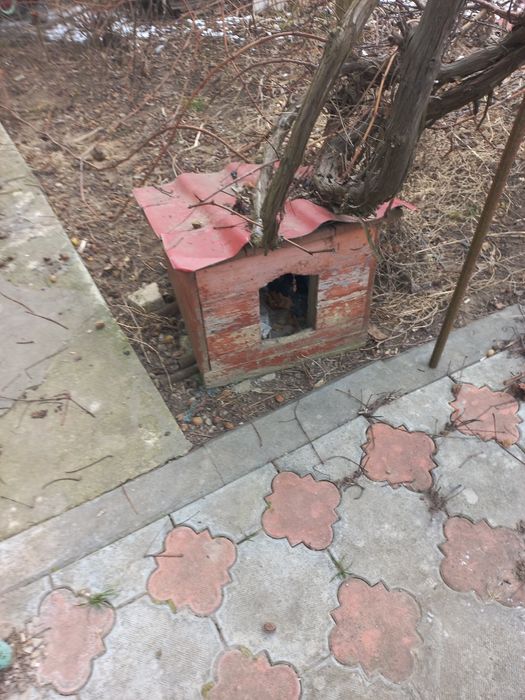 Две собачьих будки