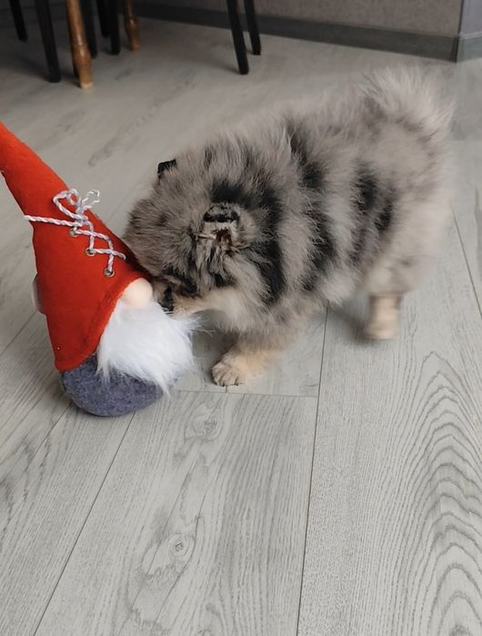 Рідкісна красуня- 2,5 міс