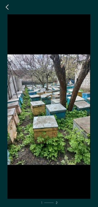 Вулик з пчолами. Карпатка