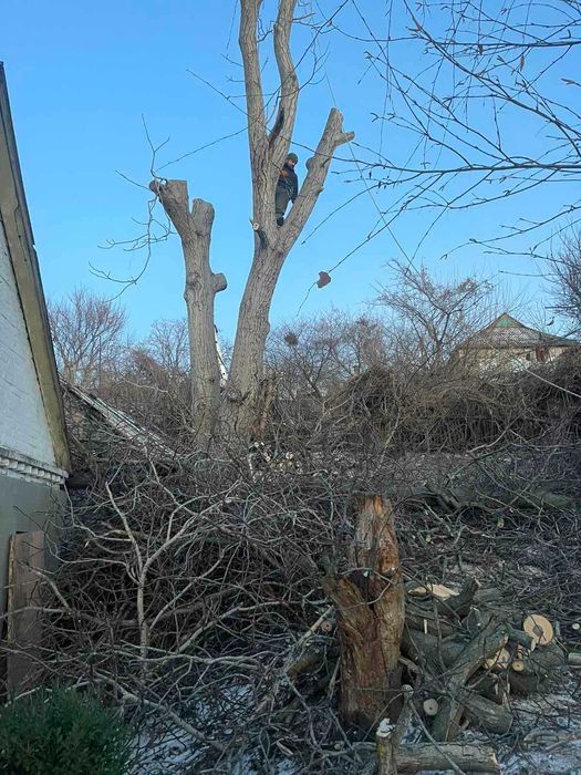 Обрезка деревьев с Бесплатным вывозом Жми , Спил деревьев  Дробление