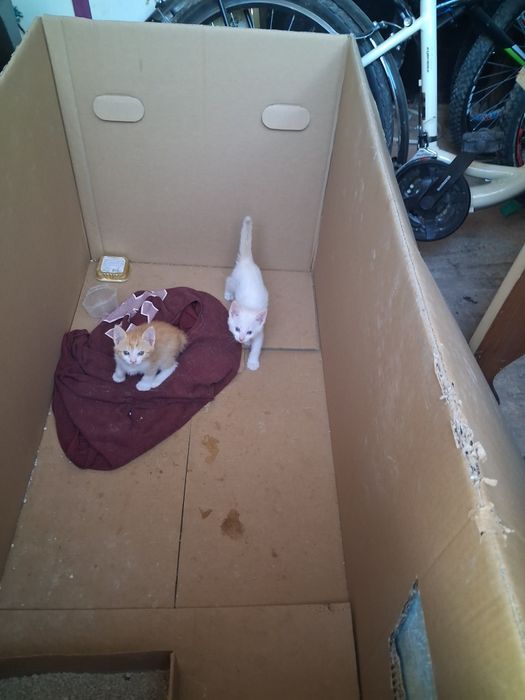 Dois gatinhos para adoção