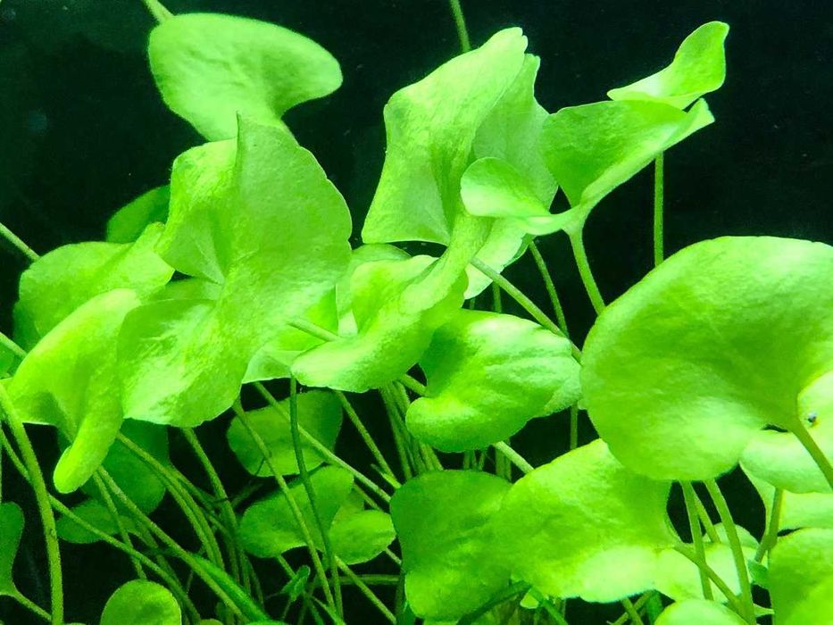 Lotos Zielony -  Tajwan.