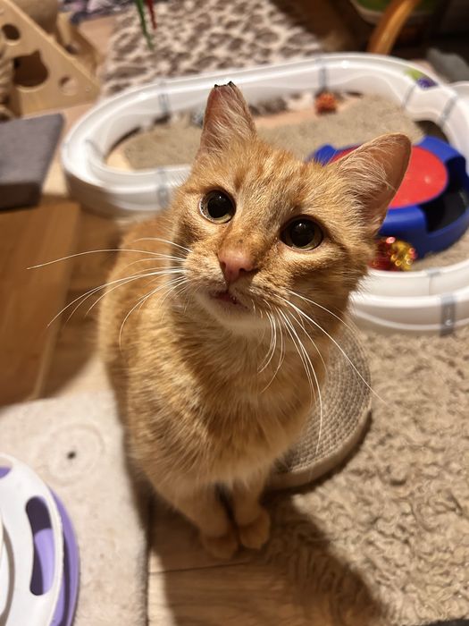 Rzadkość! Ruda koteczka szuka domu