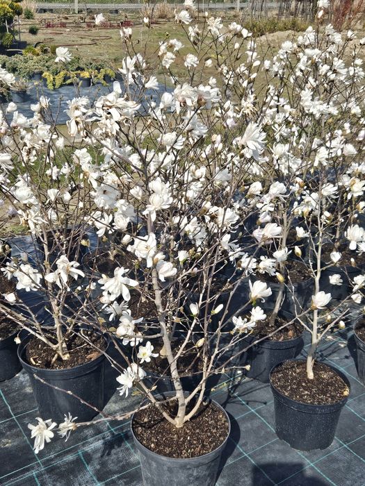 Magnolia sadzonka z pakiem kwiatowym .