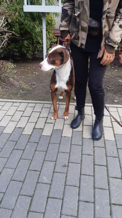 Śliczny młody piesek Dexter do adopcji ze schroniska.
