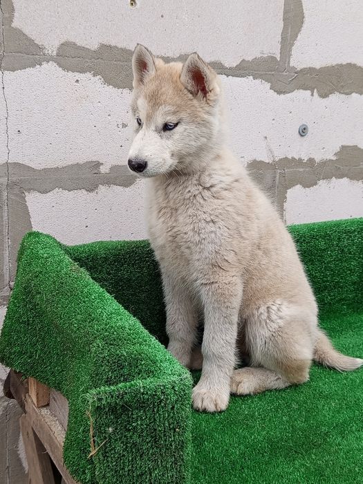 Чистокровная Девченка хаски