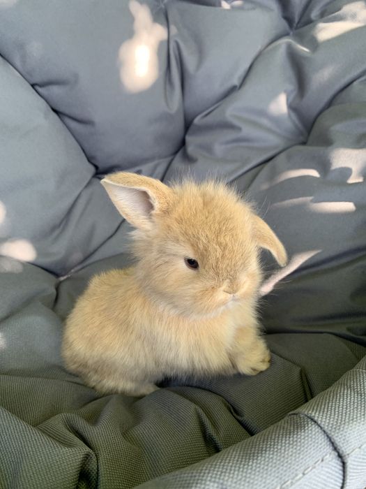 Висловухі кролики (баранчики)