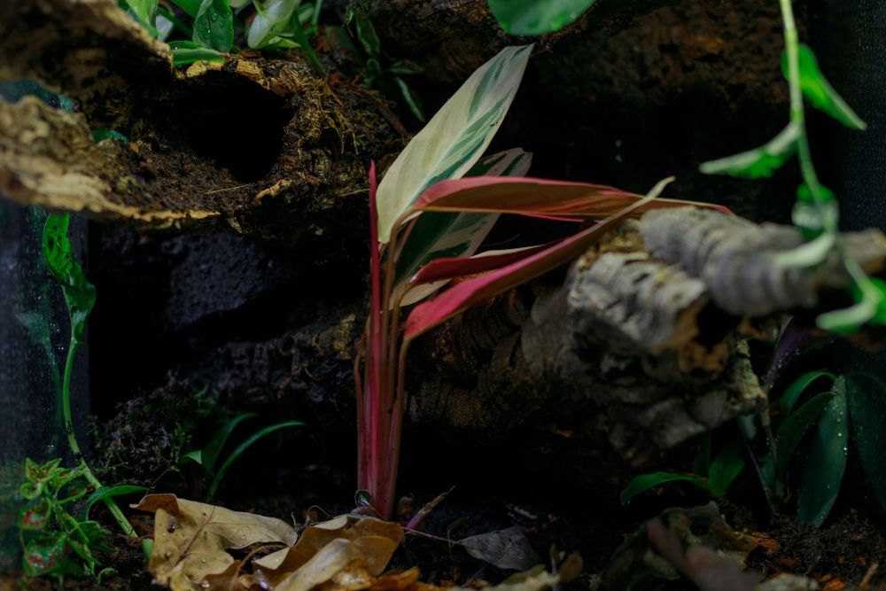 Terrarium tropikalne 40x40x60