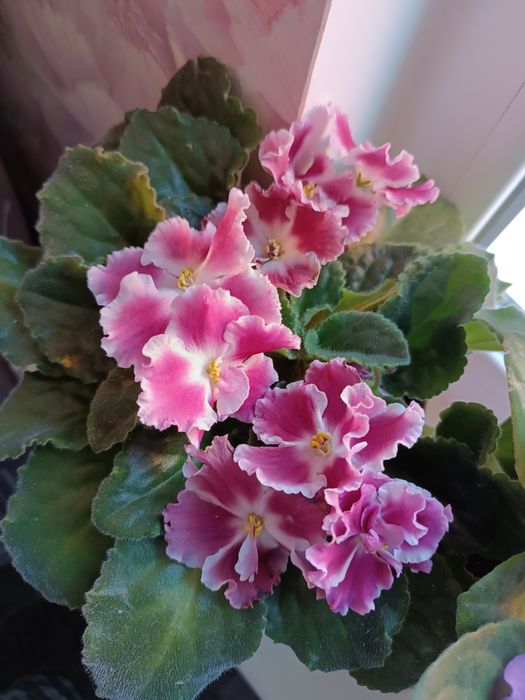 Фіалка дуже гарна.