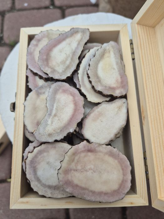 Cena za 20 szt przekladki Duze plastry poroza łosia rogi kość brelok